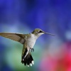 Hummingbirds Wallpapers HD: Quotes Backgrounds with Art Pictures