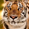 Free Tiger Wallpapers