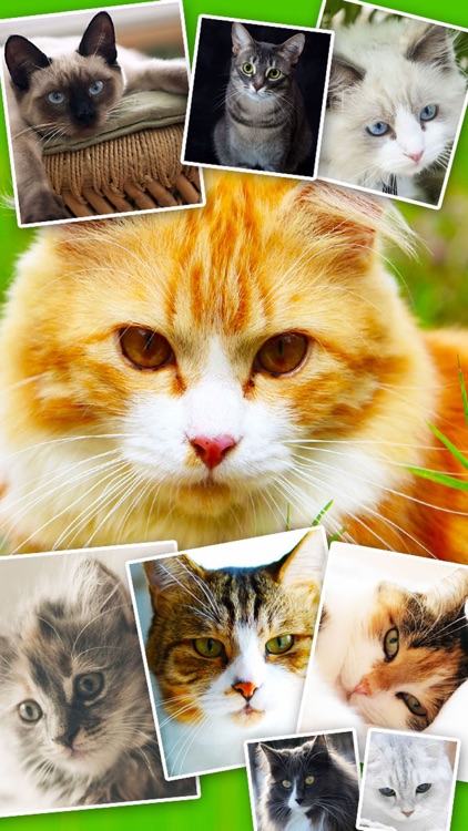 Cats & Kittens Wallpapers - Cute Animal Backgrounds and Cat Images