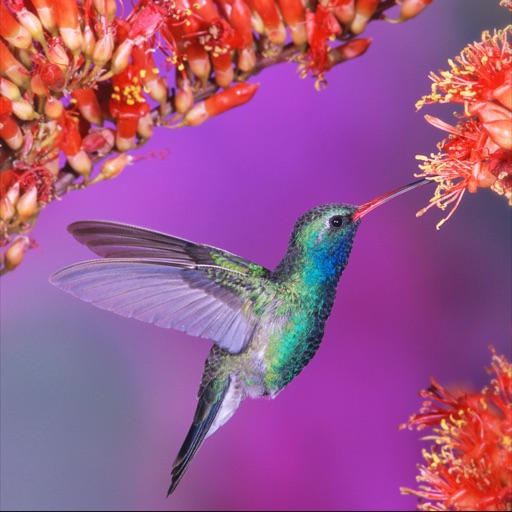 Hummingbirds Encyclopedia by Rovios Devs