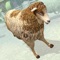 Sheep Racing Adventure in The Tiny Virtual Pet Town - PRO