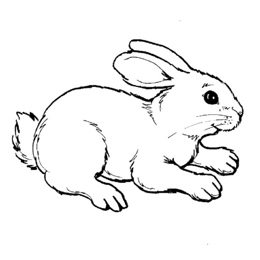 Animal Coloring Pages - Coloring Pages With Cute Animals