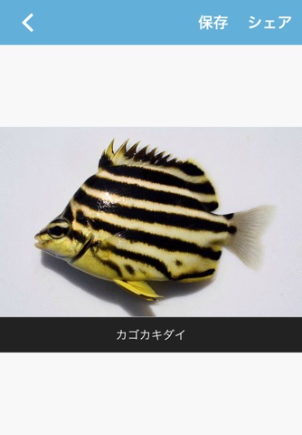 Mikke Fish ID screenshot 4