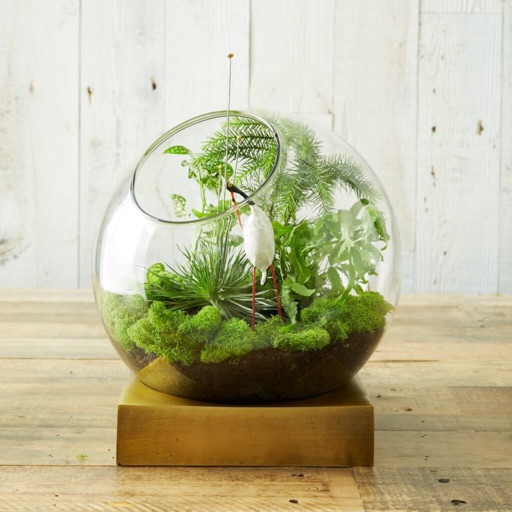 How to Build Your Own Terrarium Gardens:Guide and Tips icon