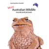 More Australian Wildlife Lite
