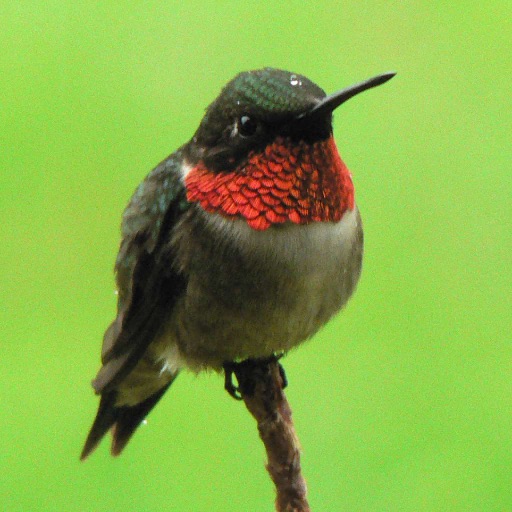 Hummingbird Tracker icon