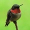 Download the Hummingbird Guide's Hummingbird Tracker app, to keep track of the hummingbird Spring migration