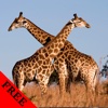 Giraffe Photos & Video Galleries FREE