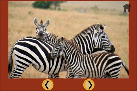 games for jungle animals - free screenshot 4