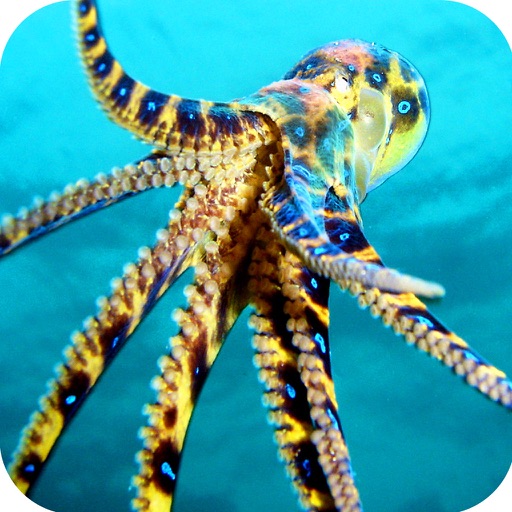 Under-Water Octopus Hunt Pro - Sea Creature Hunt Simulator Icon