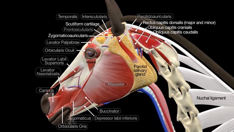 Horse Anatomy: Equine 3D by Real Bodywork