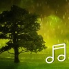 Nature Sounds Relaxation-Free Sleep Calm Melodies