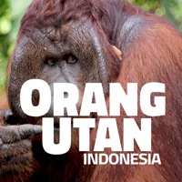 OrangUtan - Indonesia pour PC