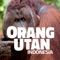 Orangutan, is one of Asian species of extant great Apes