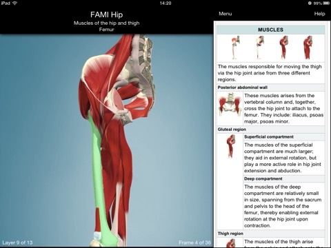 Functional Anatomy for Movement and Injuries: Hip screenshot 3