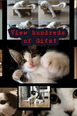 Funny Cats Dogs Babies Pictures Videos Gifs Effects screenshot 3