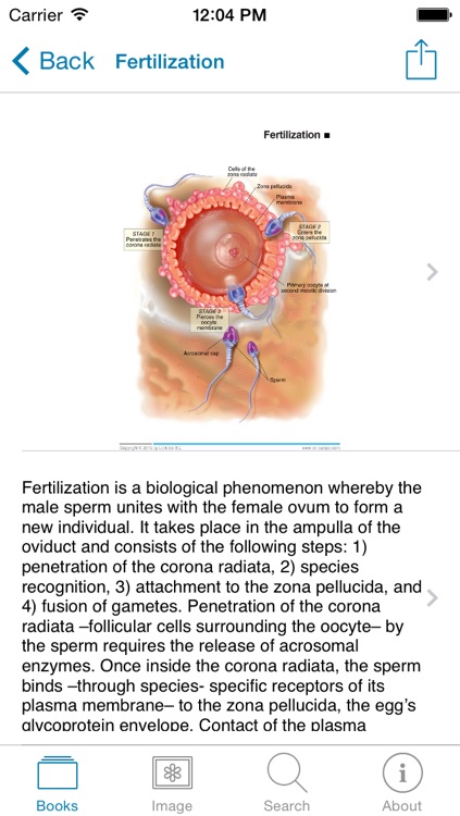 Miniatlas Pregnancy screenshot-4