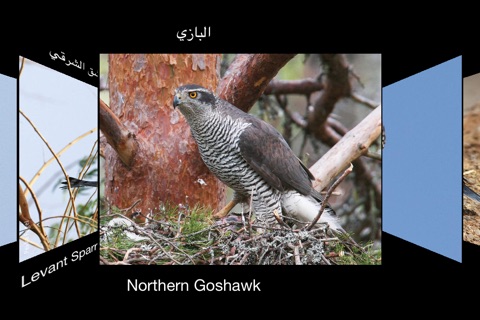 Birds Of Kuwait screenshot 3