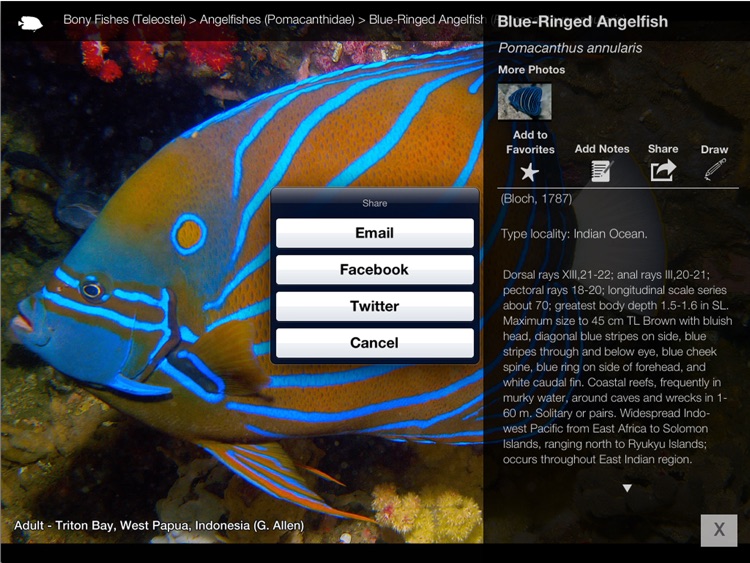 Reef Fishes of the East Indies (Vol. 2)