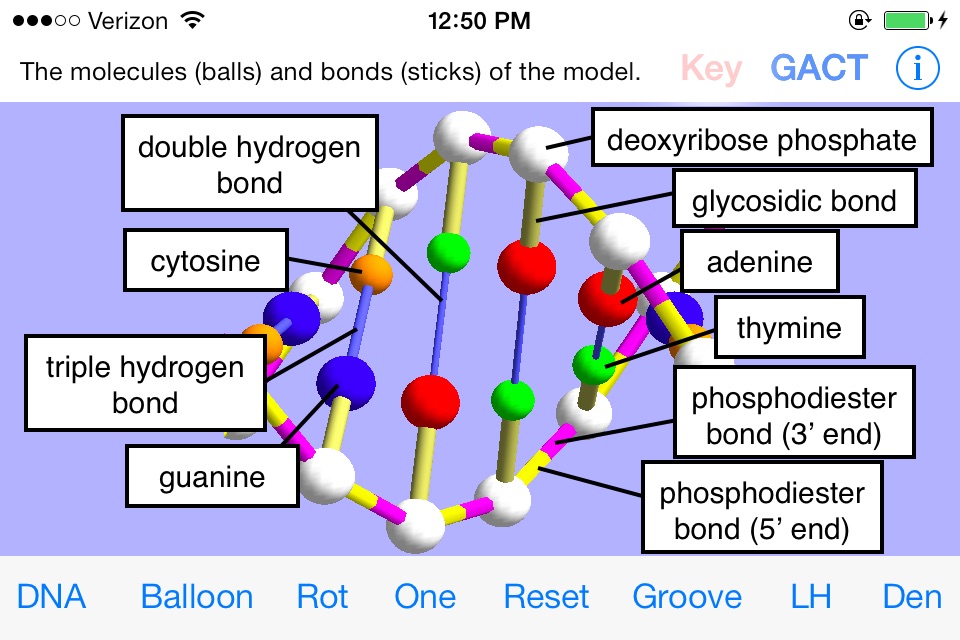 OnScreen DNA Model for iPhone screenshot 4