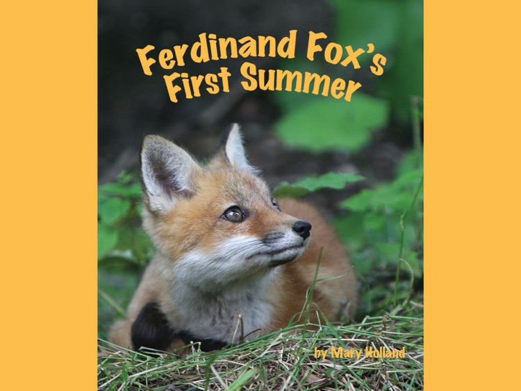 Ferdinand Fox's First Summer