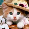 Beautiful Cat Wallpapers