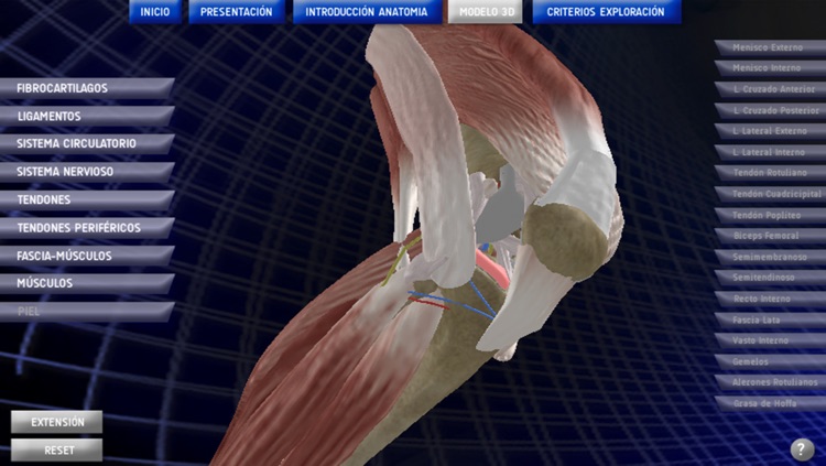 Anatomy Knee