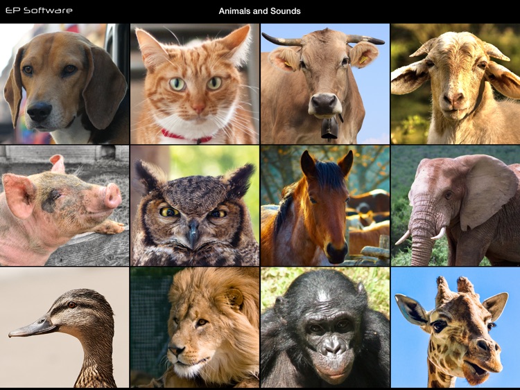 Animals and Sounds