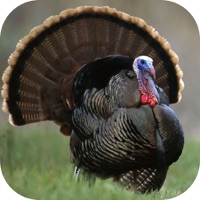 Turkey Hunting Calls! app funktioniert nicht? Probleme und Störung