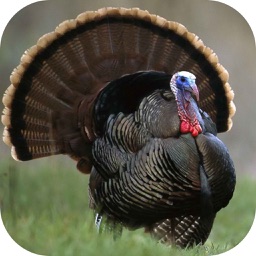 Turkey Hunting Calls!