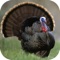 Get this app and have a luxary of 12 turkey hunting calls along with 