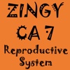 ZingyCA7a