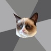 Grumpy Cat Meme Generator