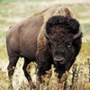 Bison Sounds