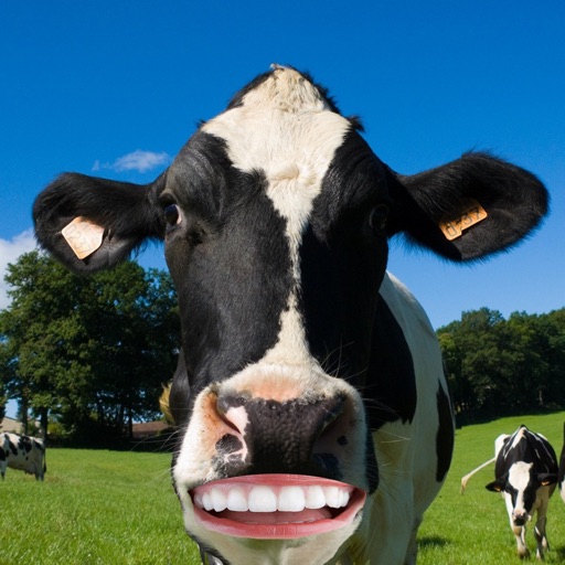 A Crazy Talking Cow icon