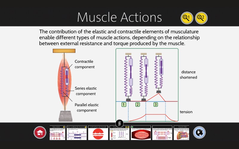 Muscle Contraction thumbnail 3