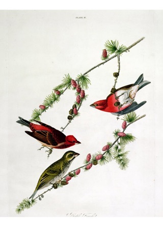 Audubon 251 Paintings HD 200M+ screenshot 3