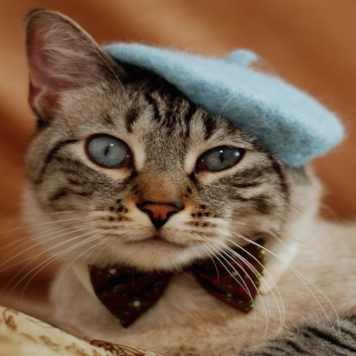 Cute Cats Puzzle - Hats On Cats icon