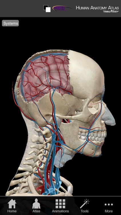 human anatomy atlas visible body