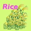 Rice Color Scale