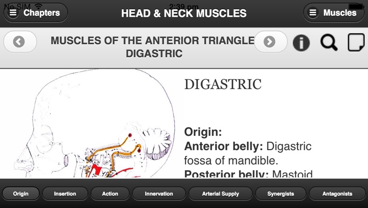 Flash Anatomy Head & Neck Muscles - Free