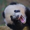 Panda Jokes - Best, cool and funny jokes!