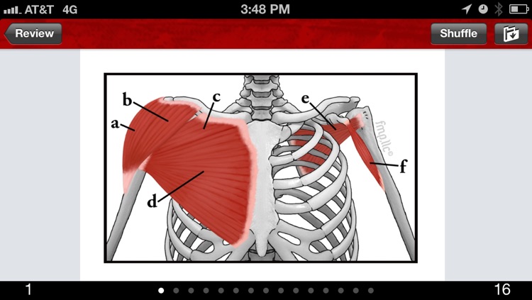 Anatomy & Kinesiology Flashcards screenshot-3