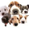 Dogs Puzzles Full