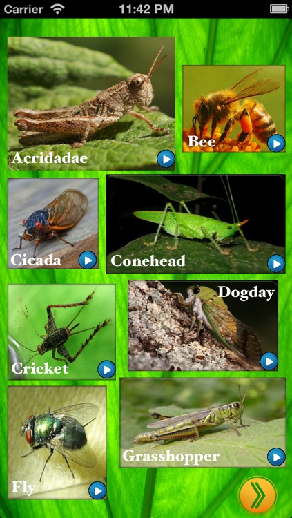 Insect Sounds ~ Insect Voices ~ Nature App