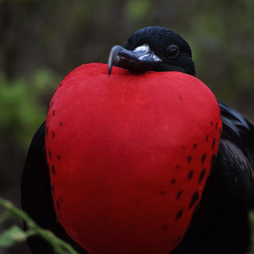 Galapagos: A Photographic Journey icon