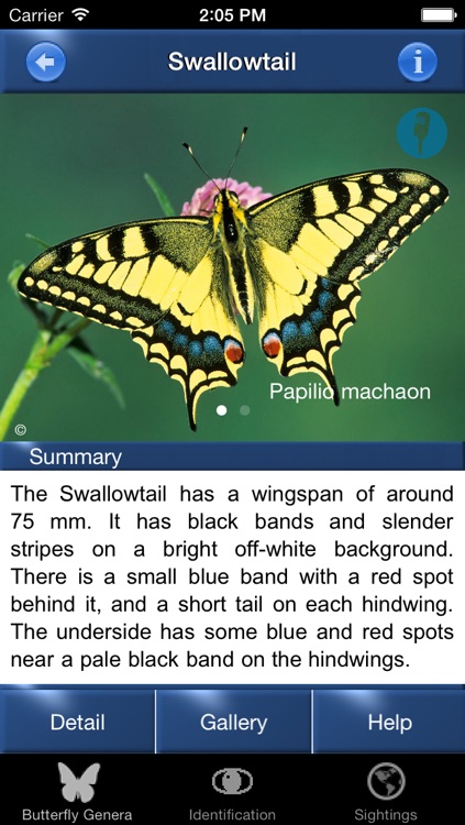 Butterfly Id - The British Identification Guide to Butterflies