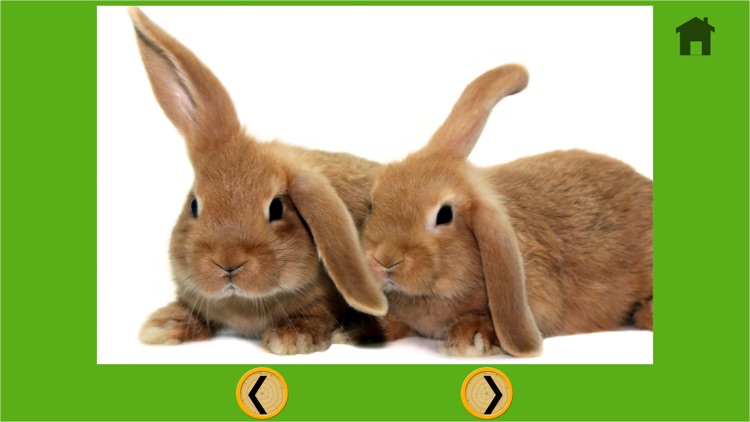 kids love rabbits - free game screenshot-4