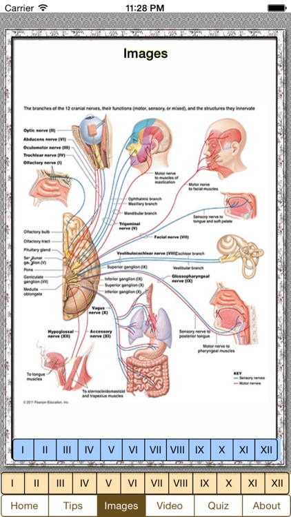Cranial Nerves Plus