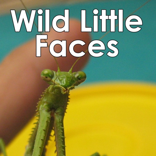 Wild Little Faces 1: Insects from a garden in S...